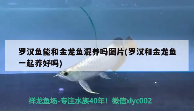 羅漢魚能和金龍魚混養(yǎng)嗎圖片(羅漢和金龍魚一起養(yǎng)好嗎)