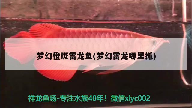 夢(mèng)幻橙斑雷龍魚(yú)(夢(mèng)幻雷龍哪里抓)