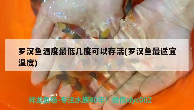 羅漢魚溫度最低幾度可以存活(羅漢魚最適宜溫度)