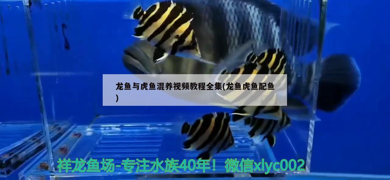 龍魚(yú)與虎魚(yú)混養(yǎng)視頻教程全集(龍魚(yú)虎魚(yú)配魚(yú)) 虎魚(yú)百科