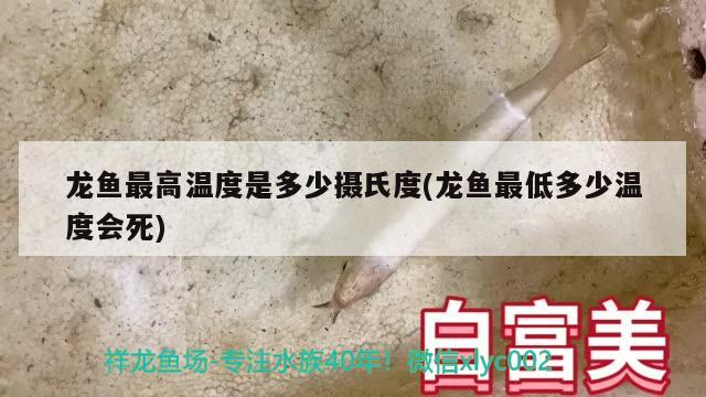 龍魚最高溫度是多少攝氏度(龍魚最低多少溫度會死)