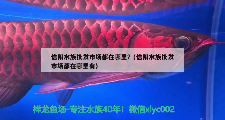 信陽(yáng)水族批發(fā)市場(chǎng)都在哪里？(信陽(yáng)水族批發(fā)市場(chǎng)都在哪里有)