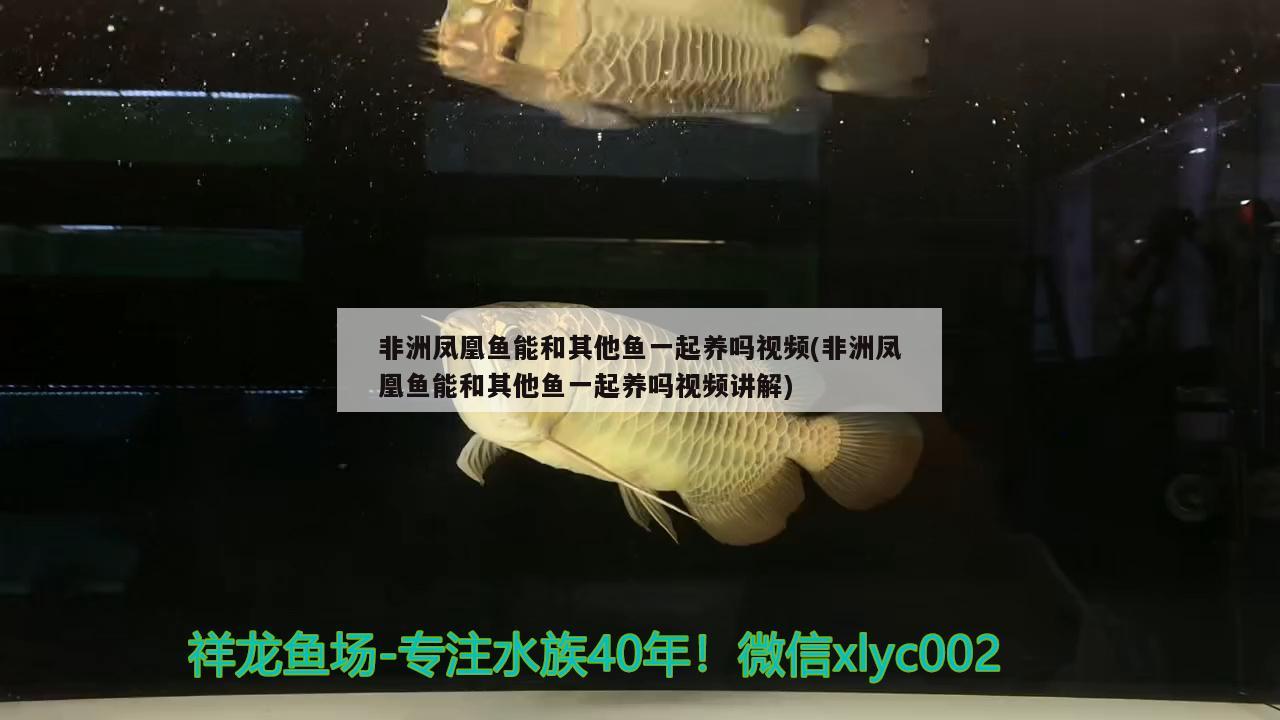 非洲鳳凰魚能和其他魚一起養(yǎng)嗎視頻(非洲鳳凰魚能和其他魚一起養(yǎng)嗎視頻講解)