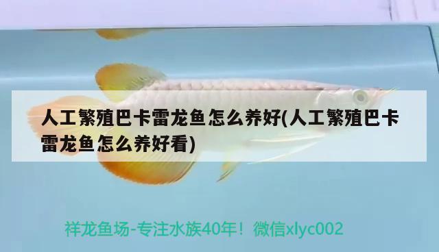 人工繁殖巴卡雷龍魚怎么養(yǎng)好(人工繁殖巴卡雷龍魚怎么養(yǎng)好看)