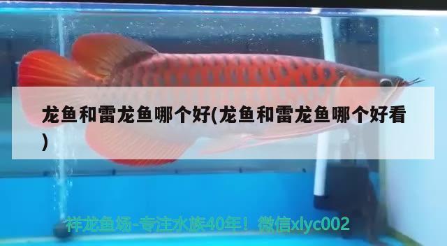 龍魚和雷龍魚哪個好(龍魚和雷龍魚哪個好看)