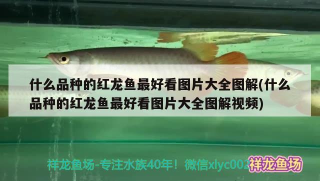 什么品種的紅龍魚最好看圖片大全圖解(什么品種的紅龍魚最好看圖片大全圖解視頻) 觀賞魚市場(chǎng)