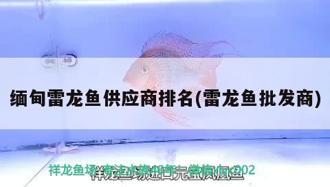 緬甸雷龍魚(yú)供應(yīng)商排名(雷龍魚(yú)批發(fā)商) 龍魚(yú)批發(fā)