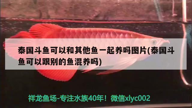 泰國(guó)斗魚(yú)可以和其他魚(yú)一起養(yǎng)嗎圖片(泰國(guó)斗魚(yú)可以跟別的魚(yú)混養(yǎng)嗎) 泰國(guó)斗魚(yú)