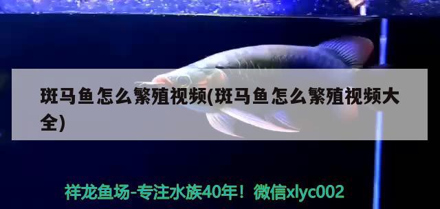 斑馬魚怎么繁殖視頻(斑馬魚怎么繁殖視頻大全)