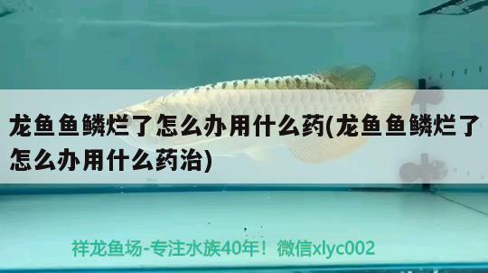 龍魚魚鱗爛了怎么辦用什么藥(龍魚魚鱗爛了怎么辦用什么藥治) 申古銀版魚