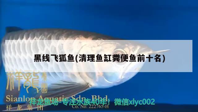 黑線飛狐魚(清理魚缸糞便魚前十名)