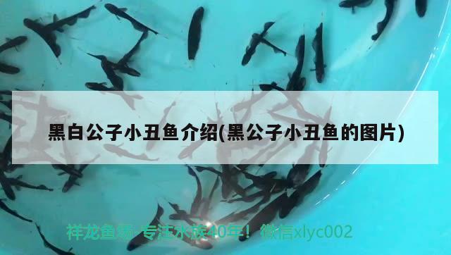 黑白公子小丑魚介紹(黑公子小丑魚的圖片) 海水魚