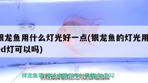 銀龍魚(yú)用什么燈光好一點(diǎn)(銀龍魚(yú)的燈光用led燈可以嗎)