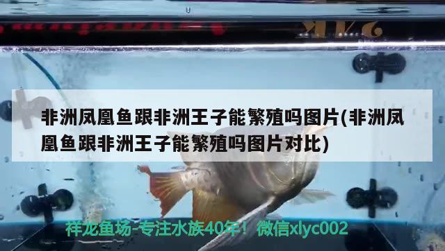 非洲鳳凰魚跟非洲王子能繁殖嗎圖片(非洲鳳凰魚跟非洲王子能繁殖嗎圖片對比)