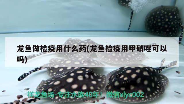 龍魚(yú)做檢疫用什么藥(龍魚(yú)檢疫用甲硝唑可以嗎) 觀賞魚(yú)進(jìn)出口