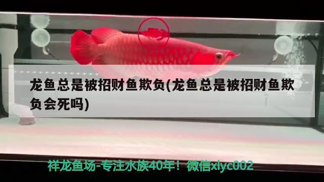 龍魚總是被招財魚欺負(龍魚總是被招財魚欺負會死嗎) 魚缸水泵