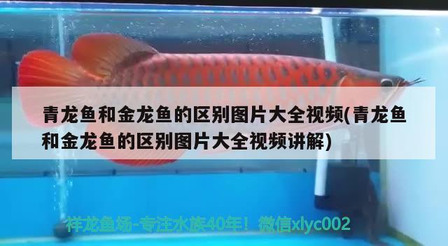 青龍魚和金龍魚的區(qū)別圖片大全視頻(青龍魚和金龍魚的區(qū)別圖片大全視頻講解) 青龍魚