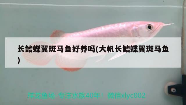 長鰭蝶翼斑馬魚好養(yǎng)嗎(大帆長鰭蝶翼斑馬魚)