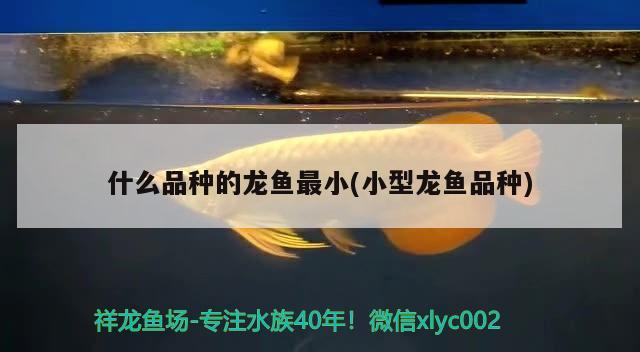 什么品種的龍魚最小(小型龍魚品種)