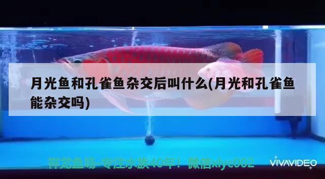 月光魚和孔雀魚雜交后叫什么(月光和孔雀魚能雜交嗎) 觀賞魚