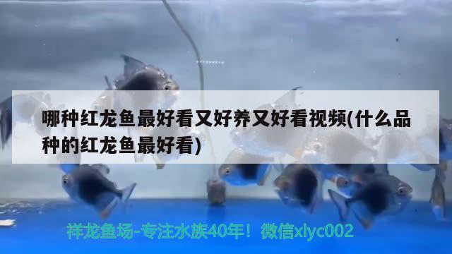 哪種紅龍魚最好看又好養(yǎng)又好看視頻(什么品種的紅龍魚最好看)