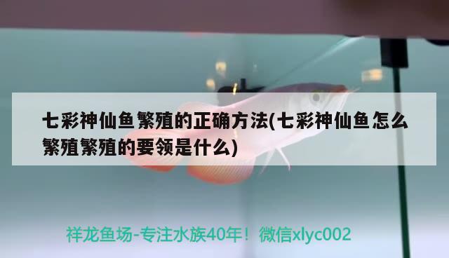 七彩神仙魚繁殖的正確方法(七彩神仙魚怎么繁殖繁殖的要領是什么)