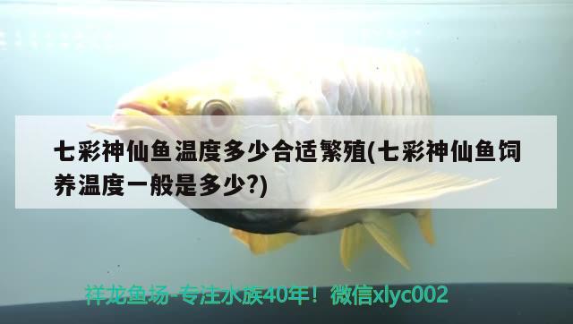 七彩神仙魚溫度多少合適繁殖(七彩神仙魚飼養(yǎng)溫度一般是多少?)