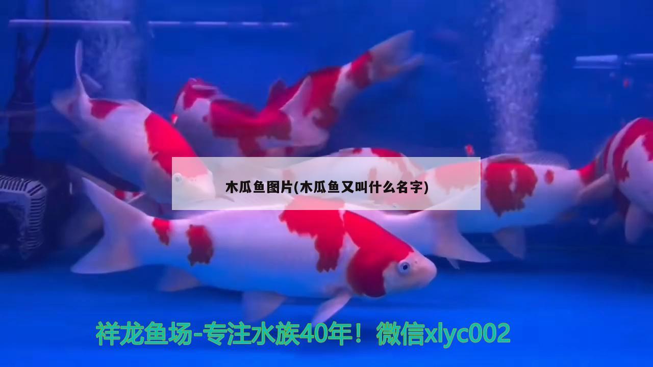 木瓜魚圖片(木瓜魚又叫什么名字) 觀賞魚