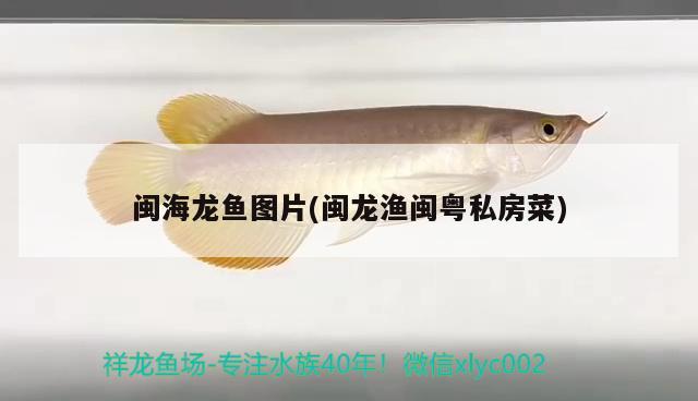 閩海龍魚圖片(閩龍漁閩粵私房菜)