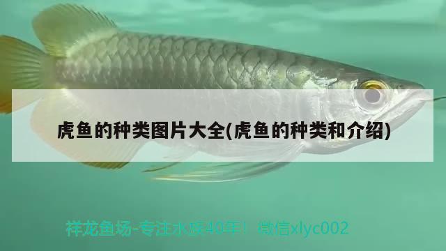 虎魚的種類圖片大全(虎魚的種類和介紹)