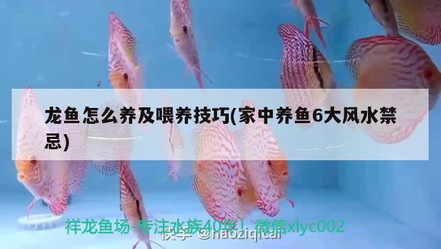 龍魚怎么養(yǎng)及喂養(yǎng)技巧(家中養(yǎng)魚6大風(fēng)水禁忌)