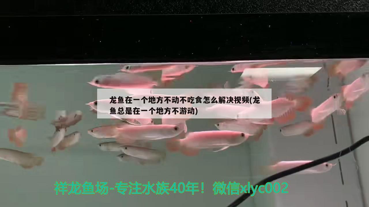 龍魚在一個地方不動不吃食怎么解決視頻(龍魚總是在一個地方不游動)