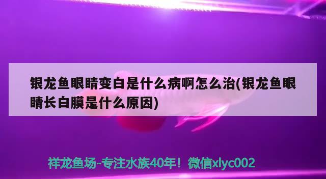 銀龍魚眼睛變白是什么病啊怎么治(銀龍魚眼睛長白膜是什么原因)