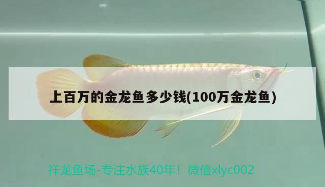 上百萬的金龍魚多少錢(100萬金龍魚) 狗仔招財貓魚