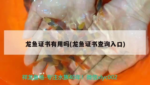 龍魚證書有用嗎(龍魚證書查詢入口) 2024第28屆中國國際寵物水族展覽會CIPS（長城寵物展2024 CIPS）