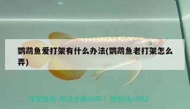 鸚鵡魚愛打架有什么辦法(鸚鵡魚老打架怎么弄) 鸚鵡魚