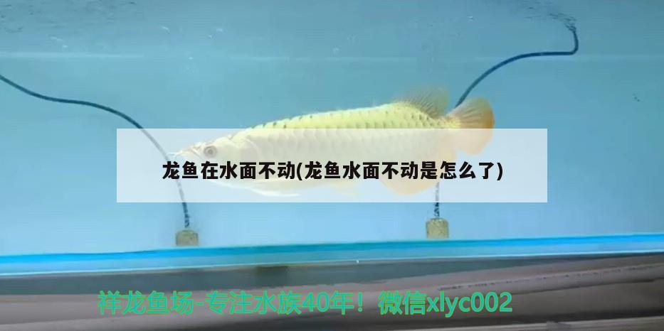 龍魚在水面不動(dòng)(龍魚水面不動(dòng)是怎么了) 水族雜談