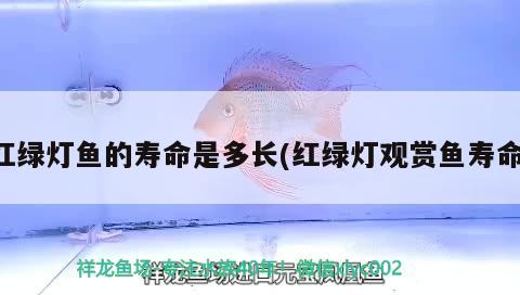 紅綠燈魚的壽命是多長(紅綠燈觀賞魚壽命) 觀賞魚