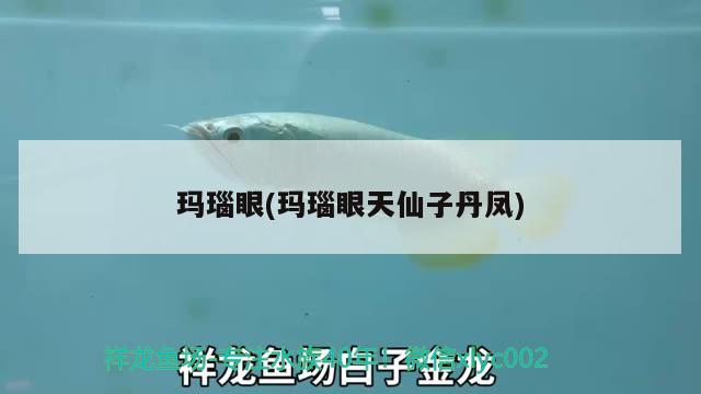 瑪瑙眼(瑪瑙眼天仙子丹鳳) 觀賞魚(yú)