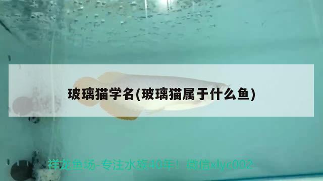 玻璃貓學名(玻璃貓屬于什么魚) 觀賞魚