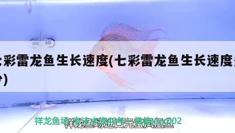 七彩雷龍魚生長速度(七彩雷龍魚生長速度多少)