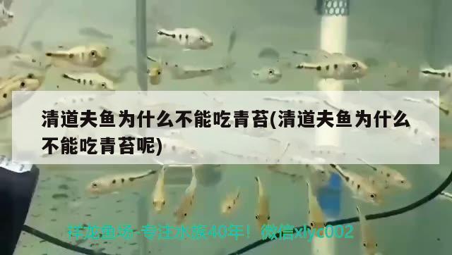 清道夫魚為什么不能吃青苔(清道夫魚為什么不能吃青苔呢)