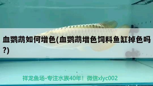 血鸚鵡如何增色(血鸚鵡增色飼料魚缸掉色嗎?) 鸚鵡魚