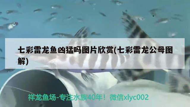 七彩雷龍魚兇猛嗎圖片欣賞(七彩雷龍公母圖解) 魟魚百科