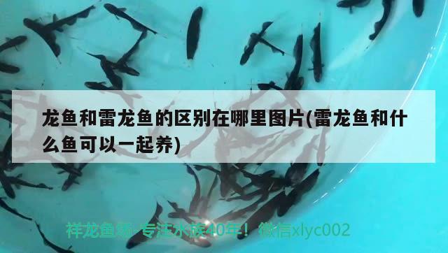 龍魚和雷龍魚的區(qū)別在哪里圖片(雷龍魚和什么魚可以一起養(yǎng)) 魚缸等水族設(shè)備