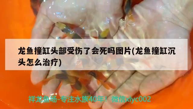 龍魚撞缸頭部受傷了會死嗎圖片(龍魚撞缸沉頭怎么治療)