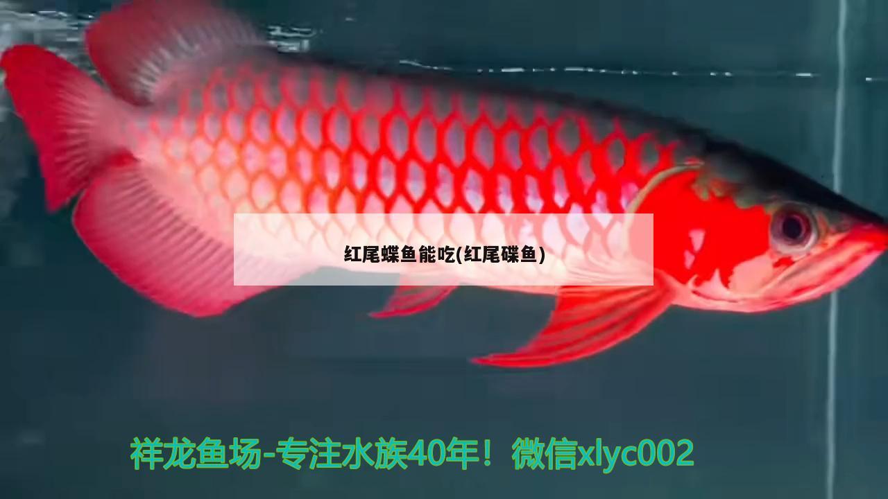 紅尾蝶魚能吃(紅尾碟魚)