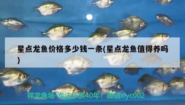 星點龍魚價格多少錢一條(星點龍魚值得養(yǎng)嗎)