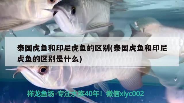 泰國虎魚和印尼虎魚的區(qū)別(泰國虎魚和印尼虎魚的區(qū)別是什么)