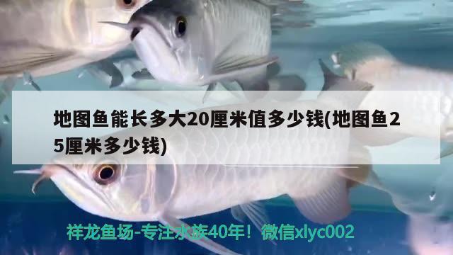 地圖魚能長多大20厘米值多少錢(地圖魚25厘米多少錢)